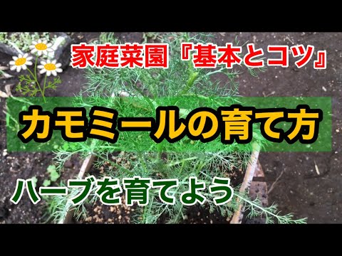 家庭菜園 - カモミールの育て方『ハーブを育てよう』