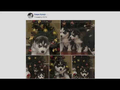 ГОРОДОЧЧИНА 2020 ПІДСЛУХАНО В ЛІСОВОДАХ ГОРОДОК ЛІСОВОДИ ХМЕЛЬНИЧЧИНА НОВИНИ