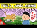 【2chほのぼの】娘に「帰るよ」と呼びかけたら野良猫が来たので、そのまま家に連れて帰った結果www