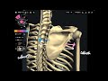 Trivia of scapula movement