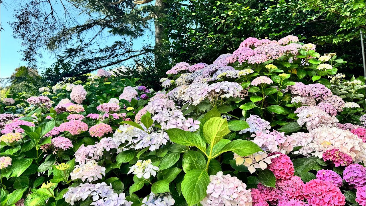 Royal Botanic Gardens Victoria - Sensational Hydrangeas Cinematic - YouTube