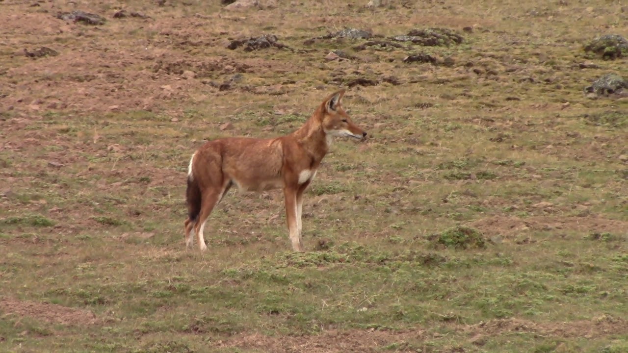 Ethiopian wolf in the Bale Mountains
