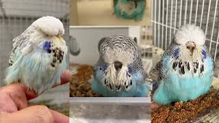 New pair and few babies hatched by Budgerigar 6,255 views 1 year ago 17 minutes