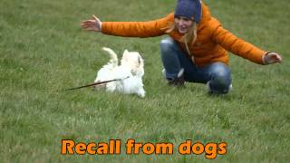 Freddie - Bichon x Poodle Puppy - 3 Week Residential Dog Training at Adolescent Dogs
