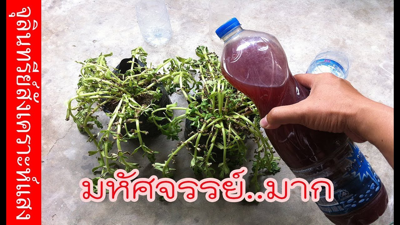 ไฟล์ psb คือ Update 2022 ทดสอบ จุลินทรีย์สังเคาะห์แสง กับผักกะแยง (cc Eng) | เกษตรกรชาวบ้าน