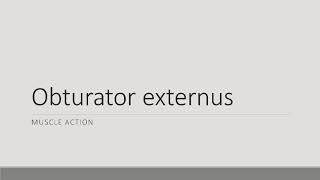 Obturator Externus Action
