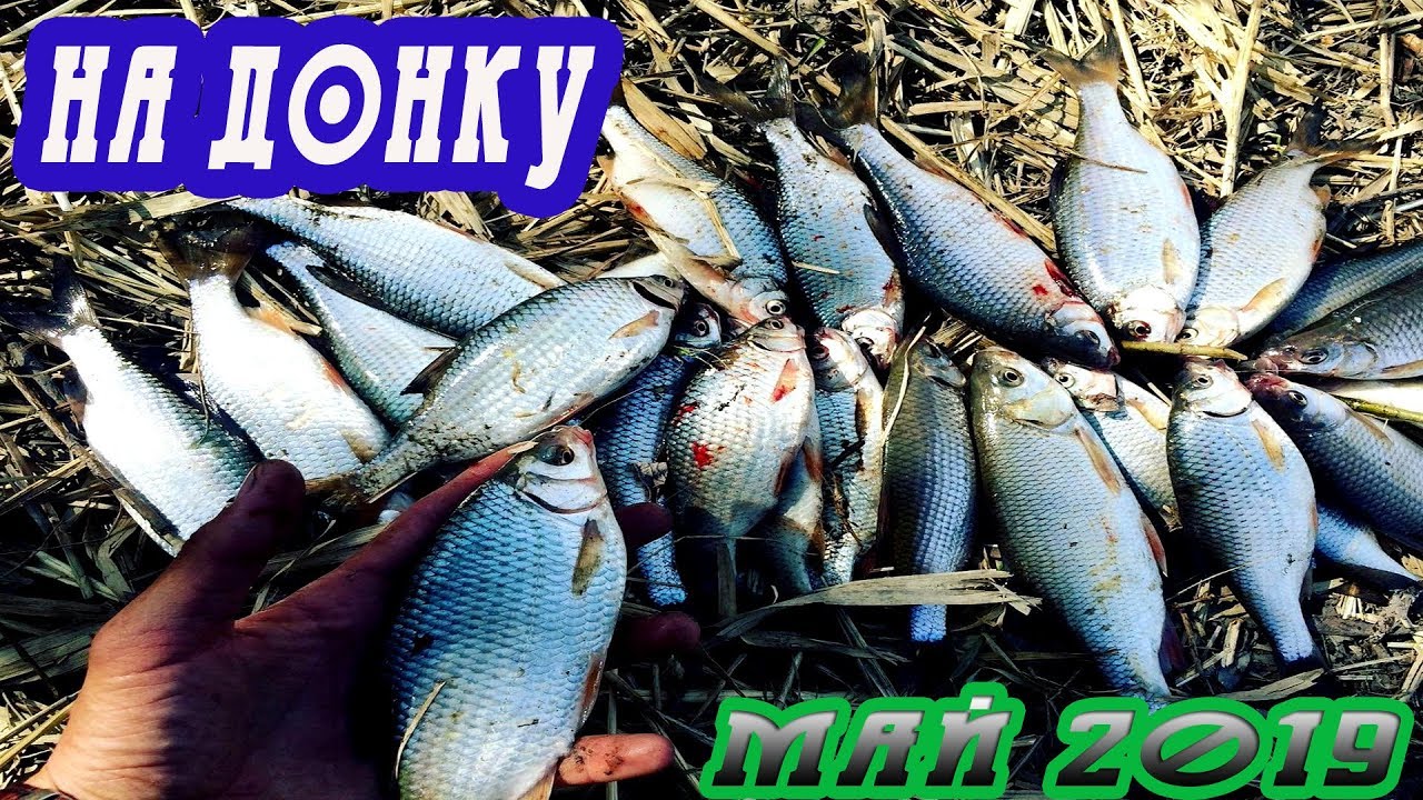 ПЛОТВА НА ПОПЛАВОК,ДОНКУ| ПОКЛЕВКИ КРУПНЫМ ПЛАНОМ | Рыбалка 2019 на Оби ...