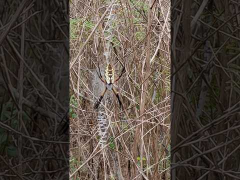 Eden Prairie Election: Candidate's Spider Incident & OnlyFans
