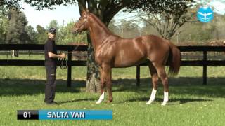 01 SALTA VAN