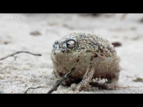 squeaking-meme-frog