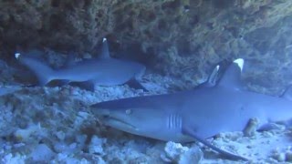 Amazing diving in polynesia - Superbe plongée en Polynésie (HD)