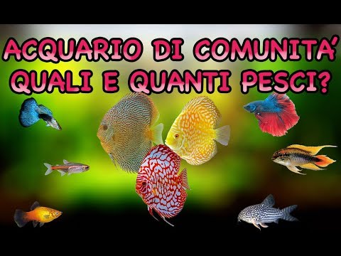 Video: Pesci D'acquario: I Nomi Più Interessanti