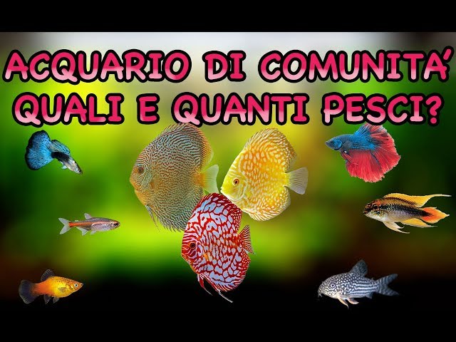Tabella Dei Pesci Dell acquario Tanichthys Albonubes Povero Neon tabella-dei-pesci-dell-acquario-tanichthys-albonubes-povero-neon