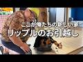 【警戒していた愛猫が馴染むまで】家賃1万円、リップルと始まる新生活