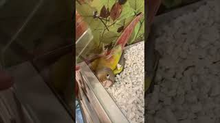 Bird Rolls over as Lady Pets It through the Glass
