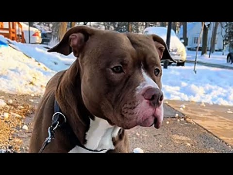 Rescued Pitbull Won't Stop Talking And The Reason Will Make You Cry