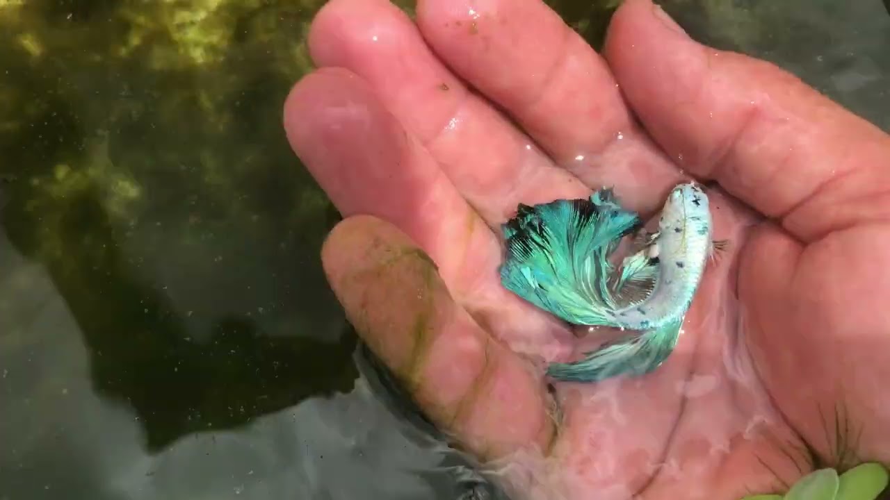 Qual o momento certo de separar os alevinos do pai ?