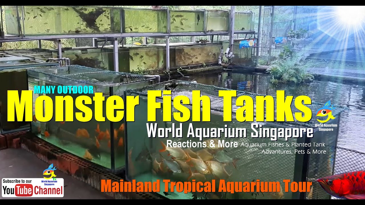 Many Outdoor Monster Aquarium Fish Tanks From Mainland Tropical Fish Many Outdoor Monster Aquarium Fish Tanks From Mainland Tropical Fish