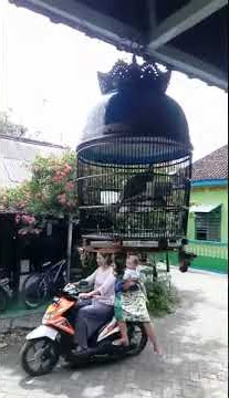 Suara perkutut ketek 1 setengah engkel.Bocor cor cor