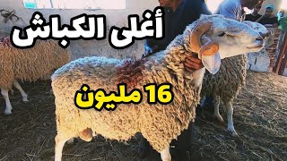 أكبر وأغلى الكباش في عيد الأضحى بسوق الحراش "السانكوري"