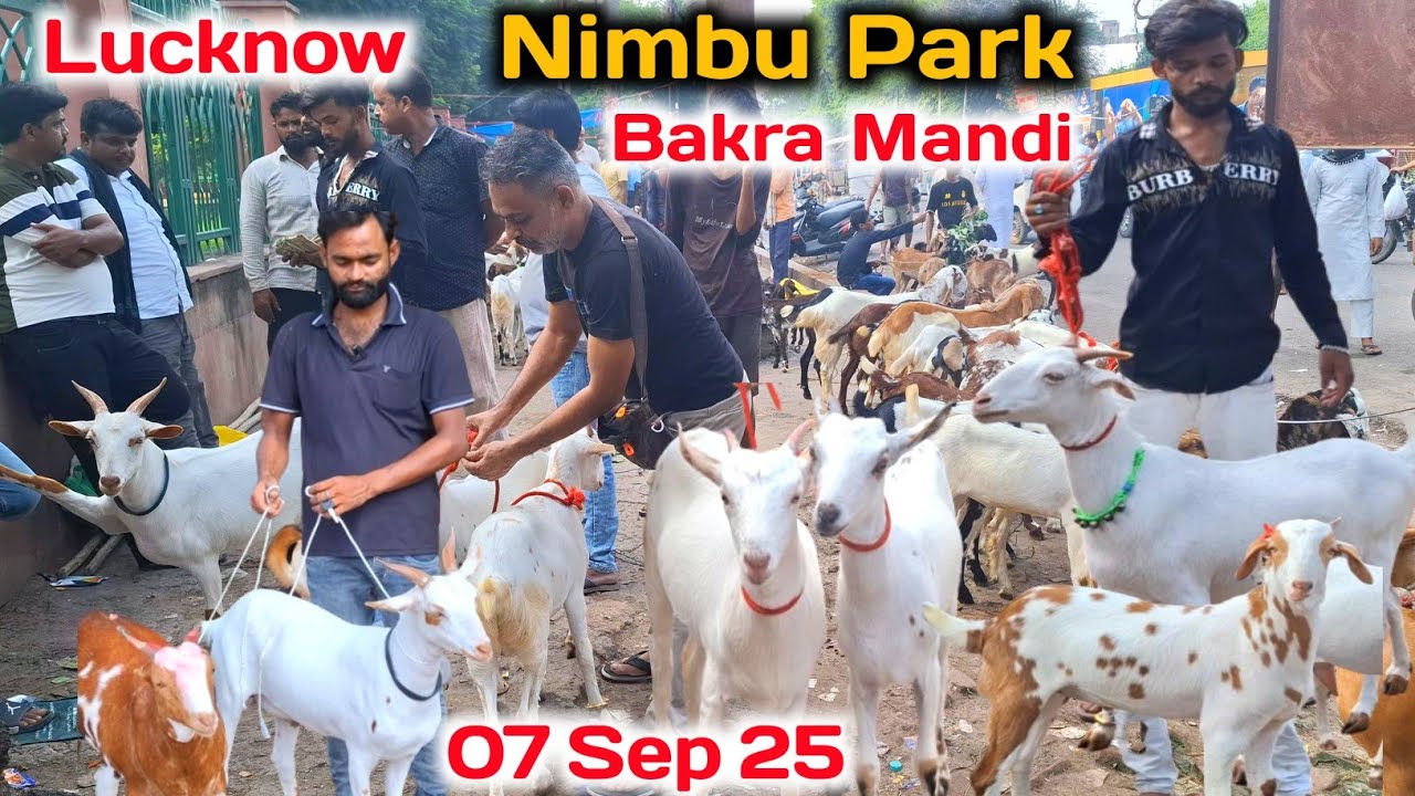 लखनऊ की बकरा मंडी |07/09/25 |Lucknow Nimbu park bakra mandi Utterpradesh 