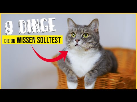 Video: Wie kann ich das Miauen meiner Katze zum Essen beruhigen?