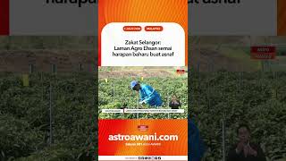 Zakat Selangor: Laman Agro Ehsan semai harapan baharu buat asnaf