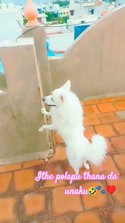 vanthruvan video thukitu😂🐈Leo🥰😍😘#lavanyasmedia #tamilyoutuber #trending