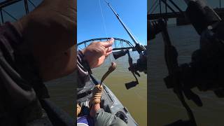 Éssa Curvina foi apresentada ao óleo de soja #pescaria #pesca #fishing #peixe #pescador