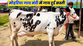 मोहरिया गाय मंडी 2026 | आज की सबसे बढ़िया गायें बिक्री के लिए | Live Market Update