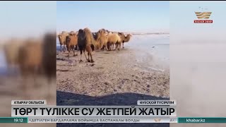 Атырау облысында төрт түлікке су жетпей жатыр