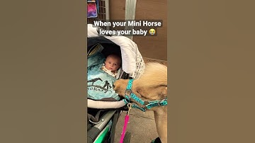 Thumbnail of Mini Horse loves Newborn Baby 😭 #horse #equestrian #pony #pets #mom #babyboy #newborn #shorts
