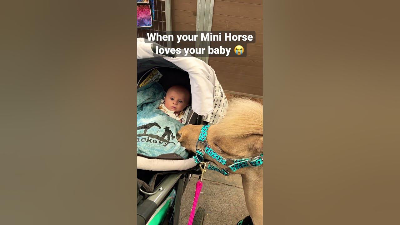 Mini Horse loves Newborn Baby 😭 #horse #equestrian #pony #pets #mom #babyboy #newborn #shorts