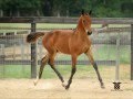 Cf regards german warmblood premium colt