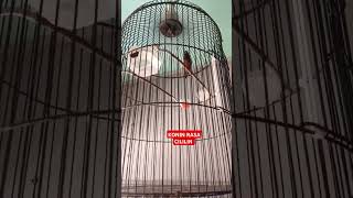 Download Lagu konin isian cililin #kicaumaniaindonesia #kicaumania #shorts #konin #kolibrininja #fyp MP3