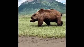 Giant male Kodiak Bear #shorts