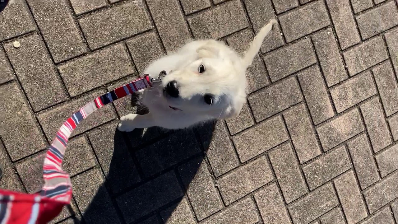 ドッグクラブ じぇんとる犬 犬のしつけ教室 ドッグクラブじぇんとる犬 ｇｅｎｔｌｅな犬に育てよう