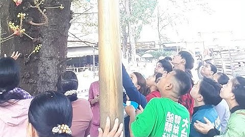 Kì lạ mọi người vây quanh cây sala còn đưa tay nhìn lên cây ở chùa Hoàng Pháp. Hoằng Pháp Pagoda
