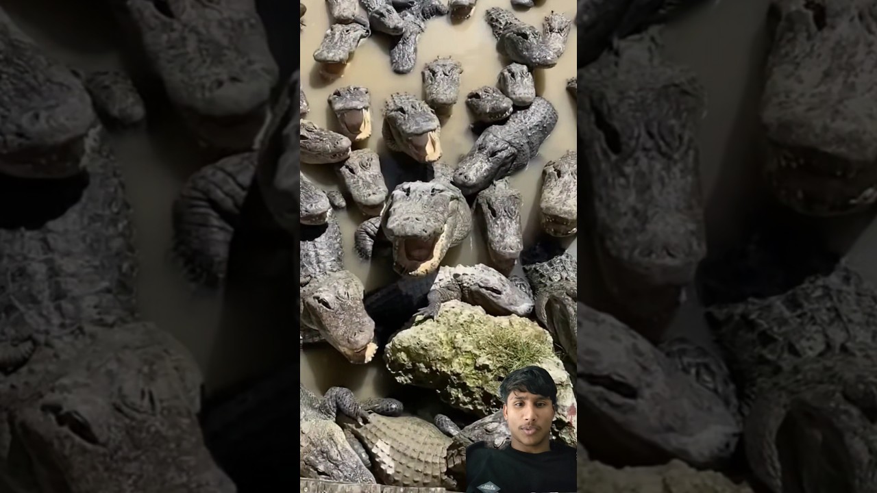 Animal Migration Journeys!🙄 