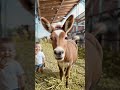 Donkey And Baby Laughing Baby Donkey Poem Donkey And Baby Laughing Baby Donkey Poem