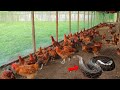 Free-range farming│ Big snake attempted to eat some native chicken ( Baptism of new  farm animals)