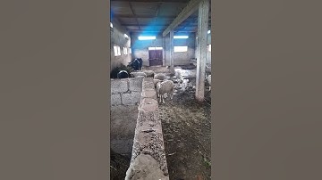 #محمد_الفقيه #سورة_البقرة #الفلاحة #بركان #allah #قران_كريم #maroc #viral #beautiful #الحمدلله