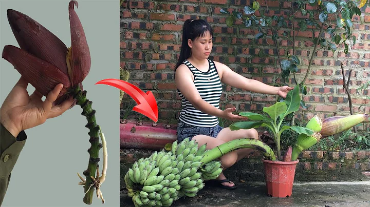 The latest technique on how to grow bananas with aloe vera helps the fruit grow 3 times faster.