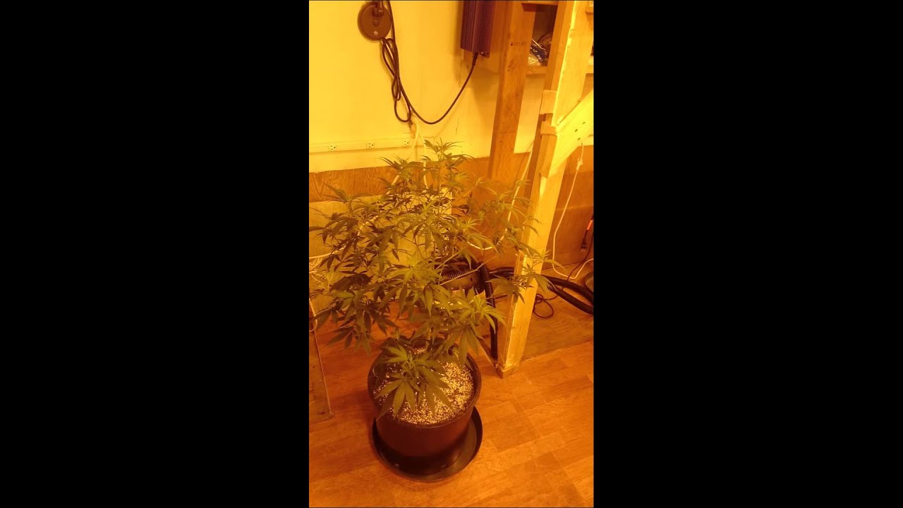 Doc Buds high brix bloom (grasscity a real forum)