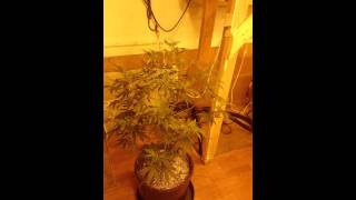 Doc Buds high brix bloom (grasscity a real forum)