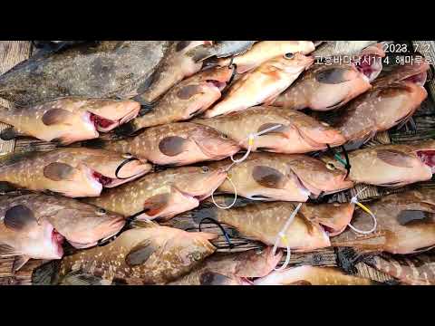 2023년 07월 02일 ,붉바리종합,외수질조황,붉바리조황,민어조황,농어조황,생미끼낚시,붉바리낚시,민어낚시,농어낚시,고흥바다낚시114,해마루호,남해안바다낚시,남해생활낚시,외수질낚시