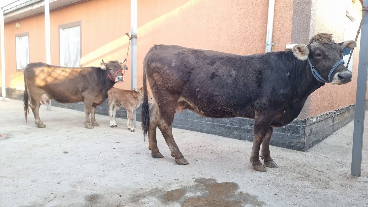 Номро барой тамос ☎️ 904 231223  факат успед кнен подписчико 