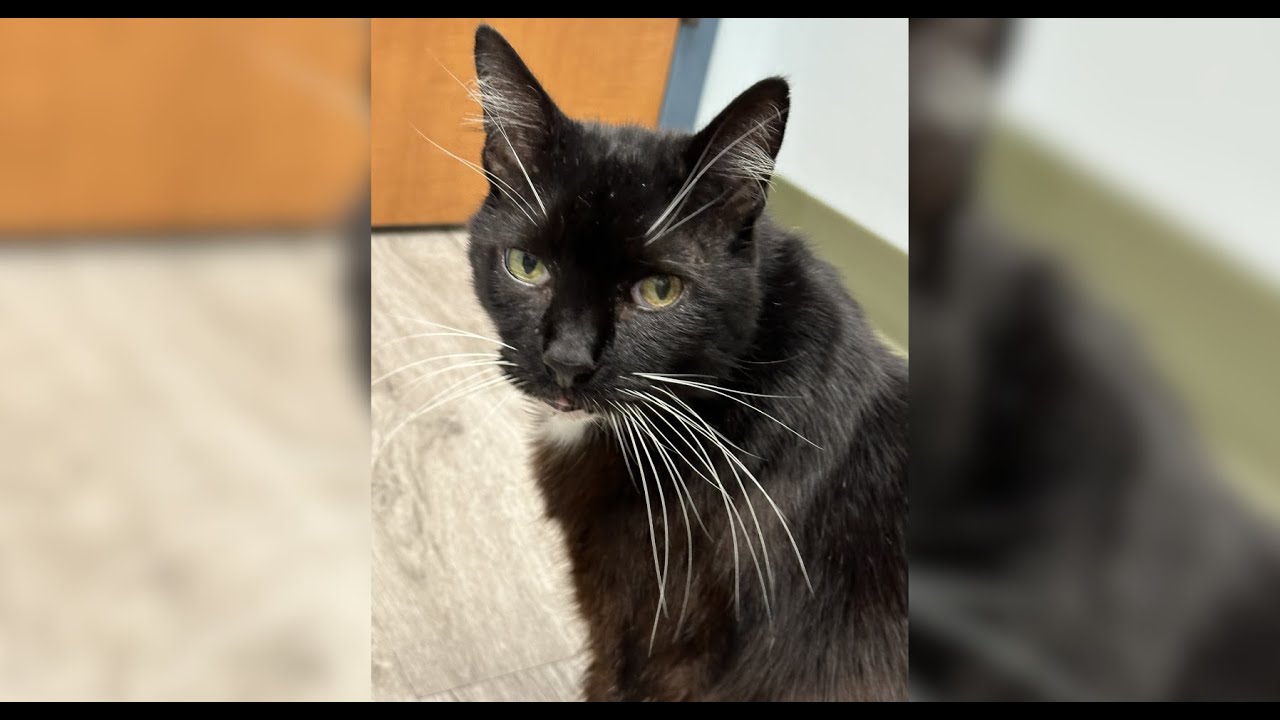 Cat custody battle ensues after cat missing from Kansas turns up in