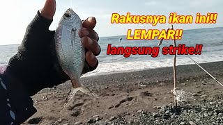 Mancing ikan muduk/kapasan||setiap lempar lngsung strike