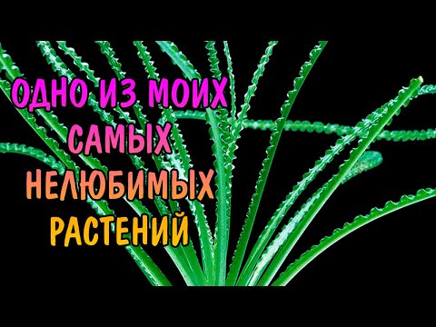 КРИНУМ КУРЧАВЫЙ ( Crinum calamistratum )